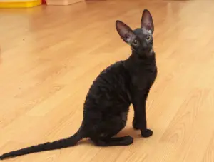 Zdjęcie №3. Piękne kocięta Cornish Rex. Federacja Rosyjska