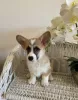 Dodatkowe zdjęcia: Corgi Welpen