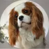 Zdjęcie №1. cavalier king charles spaniel - na sprzedaż w Москва | 12891zł | Zapowiedź №50678