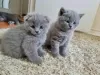 Zdjęcie №1. scottish fold - na sprzedaż w Tonga | negocjowane | Zapowiedź № 10004