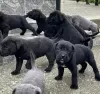 Dodatkowe zdjęcia: Cane Corso szczenięta