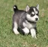 Zdjęcie №1. alaskan klee kai - na sprzedaż w Никосия | negocjowane | Zapowiedź №103448