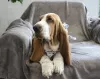 Zdjęcie №2 do zapowiedźy № 13187 na sprzedaż  basset hound - wkupić się Federacja Rosyjska hodowca