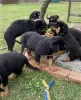 Zdjęcie №1. rottweiler - na sprzedaż w Неймеген | 2009zł | Zapowiedź №116182