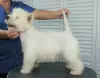 Dodatkowe zdjęcia: Szczeniak West Highland White Terrier od Championa Międzynarodowego