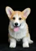 Dodatkowe zdjęcia: Szczenięta Welsh Corgi, samiec