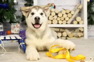 Zdjęcie №2 do zapowiedźy № 4925 na sprzedaż  alaskan malamute - wkupić się Federacja Rosyjska prywatne ogłoszenie