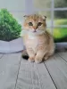 Zdjęcie №1. scottish fold - na sprzedaż w Belgrad | 1256zł | Zapowiedź № 98355