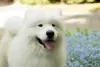 Dodatkowe zdjęcia: Szczeniaki Samoyed