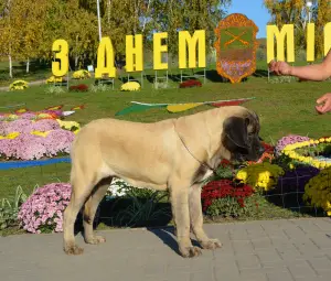 Dodatkowe zdjęcia: Szczenięta rasy Mastiff Angielski