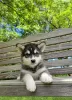 Zdjęcie №1. alaskan malamute - na sprzedaż w Франкфурт-на-Майне | 1256zł | Zapowiedź №95699