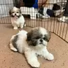 Zdjęcie №3. Mamy kilka uroczych szczeniąt shihtzu oddanych do adopcji. USA