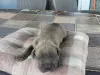 Zdjęcie №3. Cane Corso, rezerwacja szczeniąt. Serbia