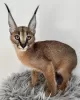 Zdjęcie №1. caracal - na sprzedaż w Kuwait City | negocjowane | Zapowiedź № 132248