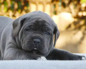 Zdjęcie №1. cane corso - na sprzedaż w Yuzhnoukrainsk | 6397zł | Zapowiedź №2984