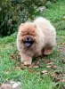 Zdjęcie №1. chow-chow - na sprzedaż w Mogilow | negocjowane | Zapowiedź №73655