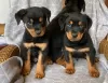 Zdjęcie №1. rottweiler - na sprzedaż w Jena | 1355zł | Zapowiedź №12044