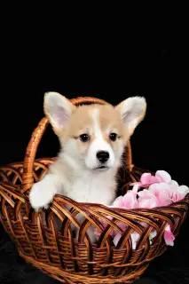 Dodatkowe zdjęcia: Welsh Corgi Pembroke.