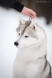 Dodatkowe zdjęcia: Szczenięta czystej krwi Siberian Husky