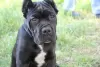 Zdjęcie №4. Sprzedam cane corso w Brest. prywatne ogłoszenie - cena - 897zł