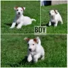 Zdjęcie №2 do zapowiedźy № 19505 na sprzedaż  jack russell terrier - wkupić się Białoruś od żłobka