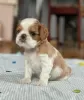 Zdjęcie №3. King Charles Spaniel. Ukraina