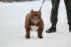 Zdjęcie №1. american bully - na sprzedaż w Witebsk | 5441zł | Zapowiedź №82232