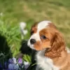 Zdjęcie №2 do zapowiedźy № 99131 na sprzedaż  cavalier king charles spaniel - wkupić się Norwegia prywatne ogłoszenie