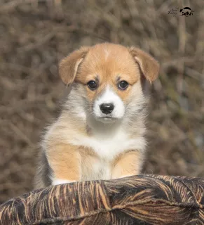 Zdjęcie №4. Sprzedam welsh corgi w Smoleńsk. od żłobka - cena - Negocjowane