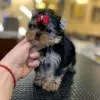 Zdjęcie №1. yorkshire terrier - na sprzedaż w Франкфурт-на-Майне | negocjowane | Zapowiedź №130634