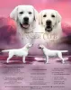 Zdjęcie №1. labrador retriever - na sprzedaż w Mińsk | negocjowane | Zapowiedź №57459