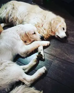 Dodatkowe zdjęcia: Golden Retriever Puppy