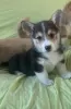 Zdjęcie №2 do zapowiedźy № 23730 na sprzedaż  welsh corgi - wkupić się Niemcy 