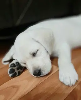 Zdjęcie №4. Sprzedam labrador retriever w Wołgodońsk. od żłobka, hodowca - cena - Negocjowane