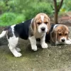 Dodatkowe zdjęcia: Sprzedam szczenięta rasy beagle