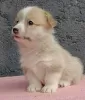 Dodatkowe zdjęcia: Pembroke Welsh Corgi szczenięta