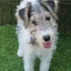 Zdjęcie №1. fox terrier - na sprzedaż w Jarlmadangah Burru | 3961zł | Zapowiedź №50389