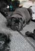 Dodatkowe zdjęcia: Szczenięta Cane Corso