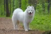 Zdjęcie №1. samojed (rasa psa) - na sprzedaż w Birmingham | 7534zł | Zapowiedź №125931