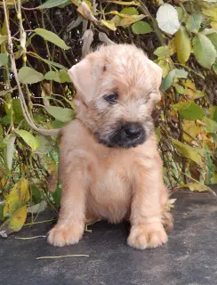 Zdjęcie №1. irish soft coated wheaten terrier - na sprzedaż w Smoleńsk | 1837zł | Zapowiedź №4586