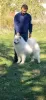 Dodatkowe zdjęcia: Sprzedam szczenięta rasy Samoyed