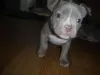 Zdjęcie №1. american bully - na sprzedaż w Colmar | negocjowane | Zapowiedź №122099