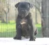 Zdjęcie №4. Sprzedam cane corso w Vršac.  - cena - Bezpłatny