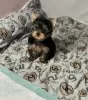 Zdjęcie №1. yorkshire terrier - na sprzedaż w Roermond | negocjowane | Zapowiedź №102529