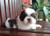 Zdjęcie №2 do zapowiedźy № 100398 na sprzedaż  shih tzu - wkupić się USA prywatne ogłoszenie