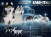 Zdjęcie №3. Wstępna rezerwacja jest otwarta dla szczeniąt GORGEOUS Husky. Federacja Rosyjska