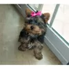 Zdjęcie №1. yorkshire terrier - na sprzedaż w Бордо | negocjowane | Zapowiedź №10208