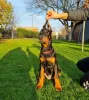 Zdjęcie №3. Doberman. Federacja Rosyjska