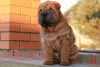 Dodatkowe zdjęcia: Szczenięta Shar Pei