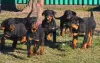 Zdjęcie №1. rottweiler - na sprzedaż w Werbass | negocjowane | Zapowiedź №83601